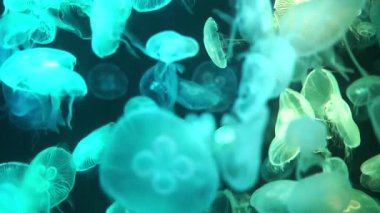 Denizanaları suda yüzüyor..