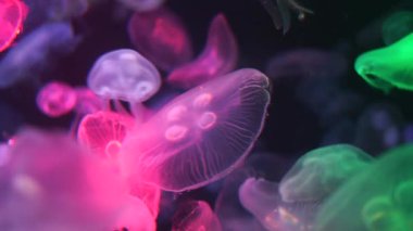 Denizanaları suda yüzüyor..