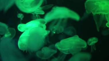 Denizanaları suda yüzüyor..