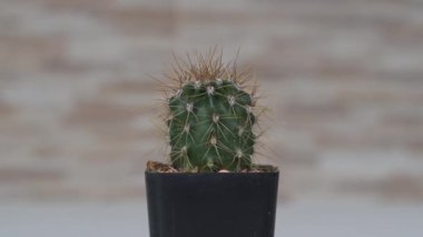 Siyah bir tencerede kaktüs saguaro.