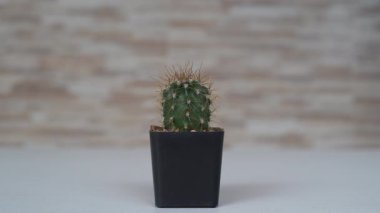 Siyah bir tencerede kaktüs saguaro.