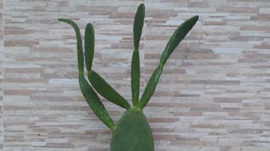 Ficus indica kaktüsü tencerede