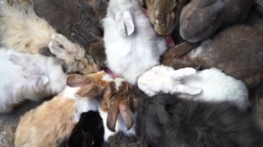 Tavşan yemek yiyor..