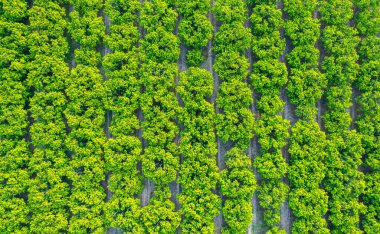 Mango bahçesi çiçek açıyor ve meyve veriyor..