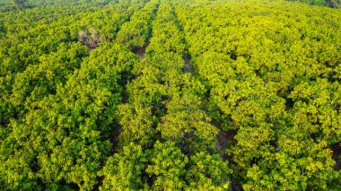 Mango bahçesi çiçek açıyor ve meyve veriyor..