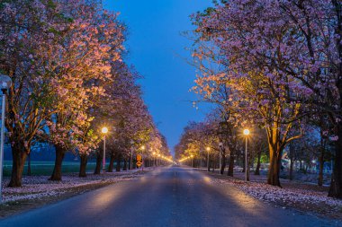 Her iki tarafında güzel pembe çiçekler olan bir yol, Tabebuia Rosea, Pembe Tecoma, Pembe Trompet Ağacı.