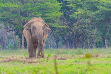 Filler ormanda ayakta duruyor ve ot yiyorlar. Tayland fili