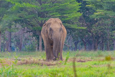 Filler ormanda ayakta duruyor ve ot yiyorlar. Tayland fili