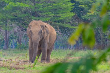 Filler ormanda ayakta duruyor ve ot yiyorlar. Tayland fili