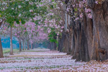 Parkta açan pembe trompet ağacı ya da Tabebuia pembesi, pembe Tecoma, 