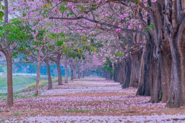 Parkta açan pembe trompet ağacı ya da Tabebuia pembesi, pembe Tecoma, 