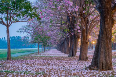 Parkta açan pembe trompet ağacı ya da Tabebuia pembesi, pembe Tecoma, 