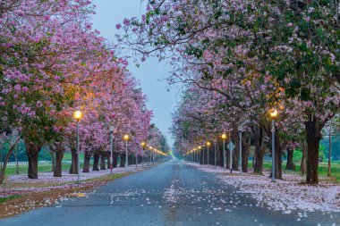 Parkta açan pembe trompet ağacı ya da Tabebuia pembesi, pembe Tecoma, 