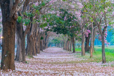 Parkta açan pembe trompet ağacı ya da Tabebuia pembesi, pembe Tecoma, 