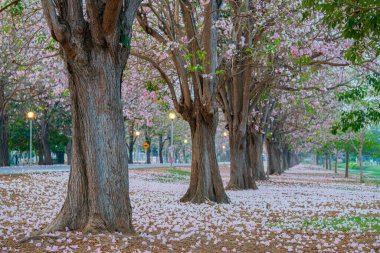Parkta açan pembe trompet ağacı ya da Tabebuia pembesi, pembe Tecoma, 