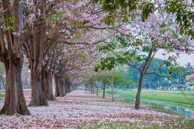 Parkta açan pembe trompet ağacı ya da Tabebuia pembesi, pembe Tecoma, 