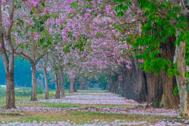 Parkta açan pembe trompet ağacı ya da Tabebuia pembesi, pembe Tecoma, 