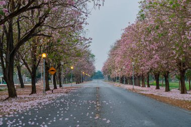 Parkta açan pembe trompet ağacı ya da Tabebuia pembesi, pembe Tecoma, 