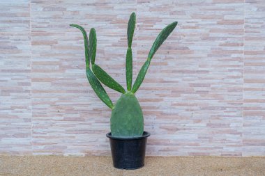 Opuntia ficus indica cactus in a pot