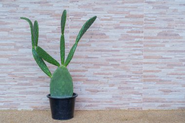 Opuntia ficus indica cactus in a pot