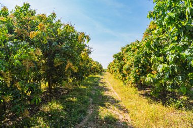 Bahçedeki mango ağaçları çiçek açıyor..
