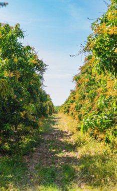 Bahçedeki mango ağaçları çiçek açıyor..