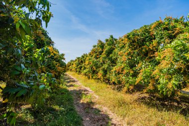 Bahçedeki mango ağaçları çiçek açıyor..