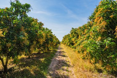 Bahçedeki mango ağaçları çiçek açıyor..