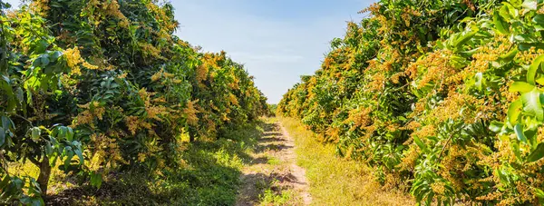 Bahçedeki mango ağaçları çiçek açıyor..