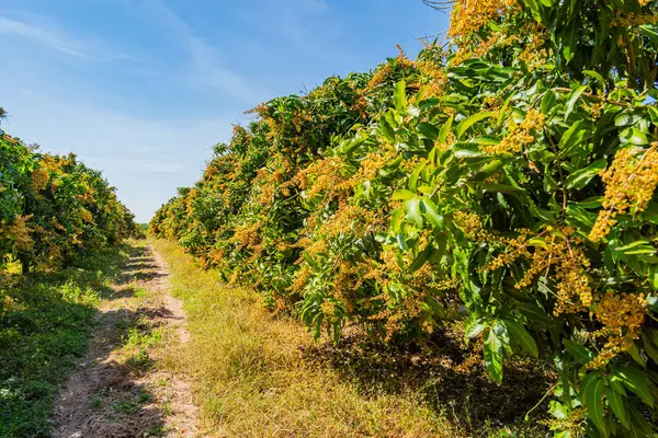 Bahçedeki mango ağaçları çiçek açıyor..