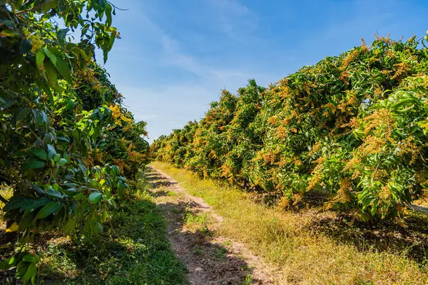 Bahçedeki mango ağaçları çiçek açıyor..