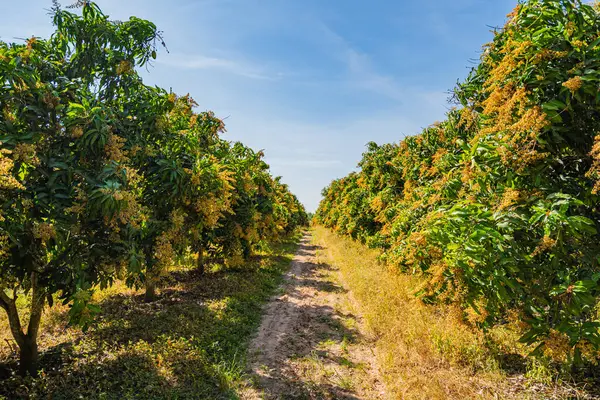 Bahçedeki mango ağaçları çiçek açıyor..