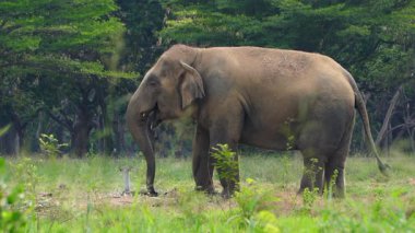 Çimenli bir tarlada çim yiyen bir fil.