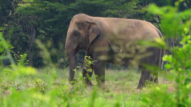 Çimenli bir tarlada çim yiyen bir fil.