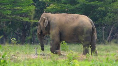 Çimenli bir tarlada çim yiyen bir fil.