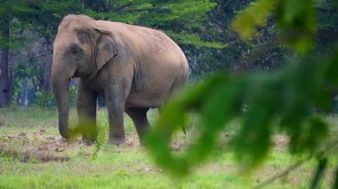 Çimenli bir tarlada çim yiyen bir fil.