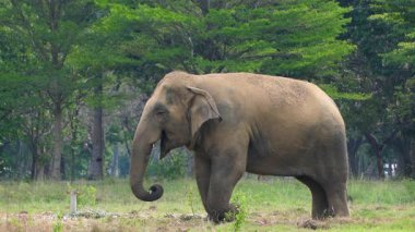 Çimenli bir tarlada çim yiyen bir fil.