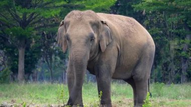 Çimenli bir tarlada çim yiyen bir fil.