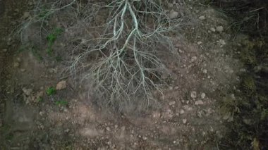 Ağaçlar ormansızlıktan ölür..