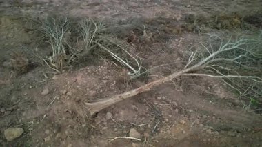 Ağaçlar ormansızlıktan ölür..