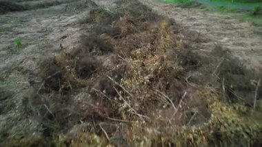 Ağaçlar ormansızlıktan ölür..