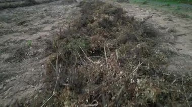 Ağaçlar ormansızlıktan ölür..