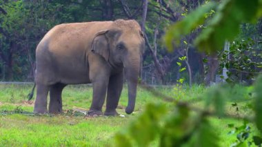Çimenli bir tarlada çim yiyen bir fil.