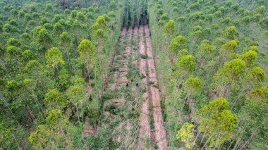 Çiftçiler satmak için ağaç kesiyor ya da okaliptüs ağaçları kesiyor. Ağaçların kesildiği bölgede orman tahribatı meydana gelir..