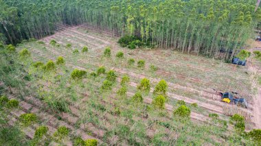Çiftçiler satmak için ağaç kesiyor ya da okaliptüs ağaçları kesiyor. Ağaçların kesildiği bölgede orman tahribatı meydana gelir..