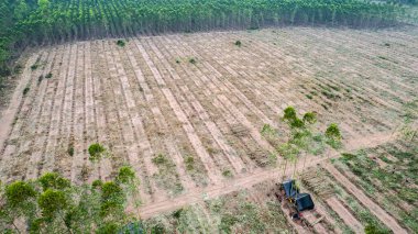 Çiftçiler satmak için ağaç kesiyor ya da okaliptüs ağaçları kesiyor. Ağaçların kesildiği bölgede orman tahribatı meydana gelir..