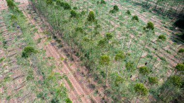 Çiftçiler satmak için ağaç kesiyor ya da okaliptüs ağaçları kesiyor. Ağaçların kesildiği bölgede orman tahribatı meydana gelir..