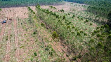 Çiftçiler satmak için ağaç kesiyor ya da okaliptüs ağaçları kesiyor. Ağaçların kesildiği bölgede orman tahribatı meydana gelir..