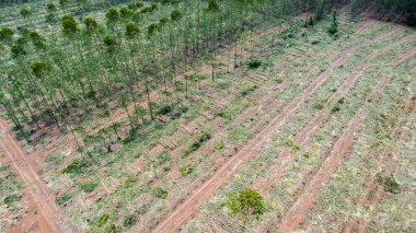 Çiftçiler satmak için ağaç kesiyor ya da okaliptüs ağaçları kesiyor. Ağaçların kesildiği bölgede orman tahribatı meydana gelir..