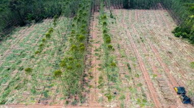 Çiftçiler satmak için ağaç kesiyor ya da okaliptüs ağaçları kesiyor. Ağaçların kesildiği bölgede orman tahribatı meydana gelir..